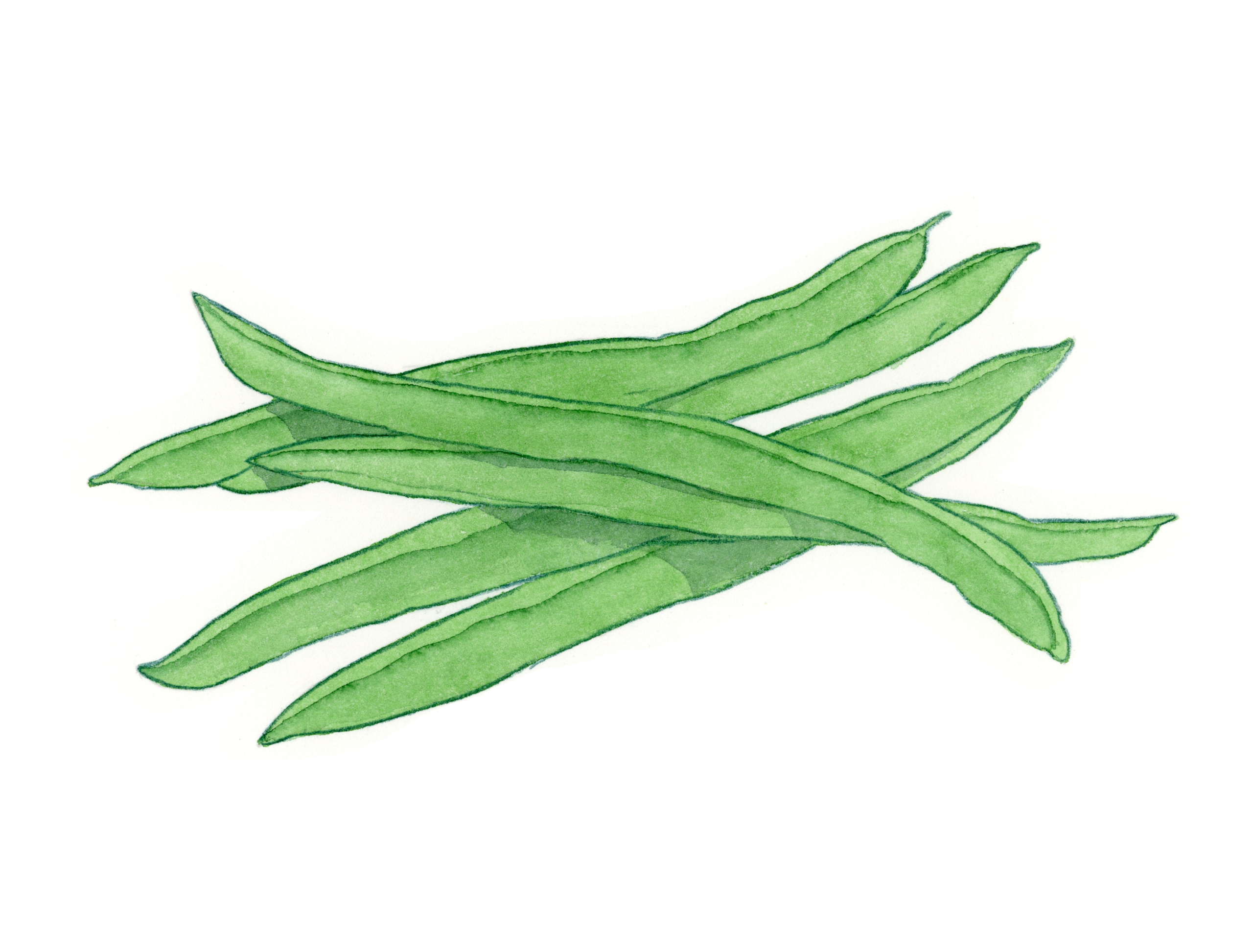 Haricots verts